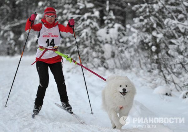 Carrera internacional de perros En la tierra de Sampo - Sputnik Mundo