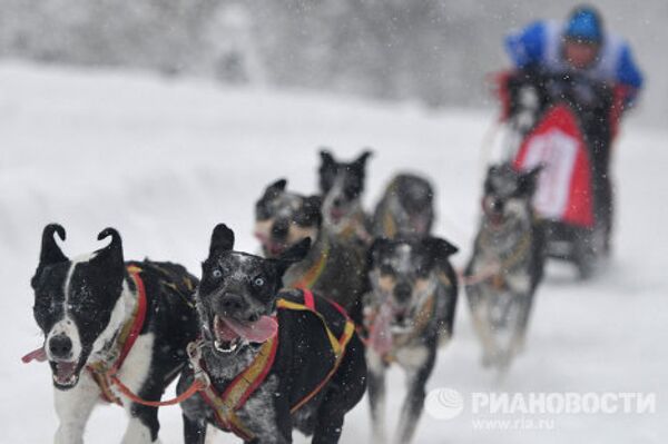 Carrera internacional de perros En la tierra de Sampo - Sputnik Mundo