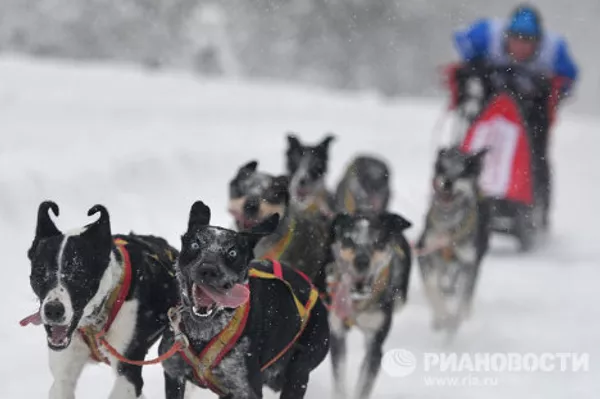 Carrera internacional de perros En la tierra de Sampo - Sputnik Mundo