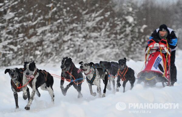 Carrera internacional de perros En la tierra de Sampo - Sputnik Mundo