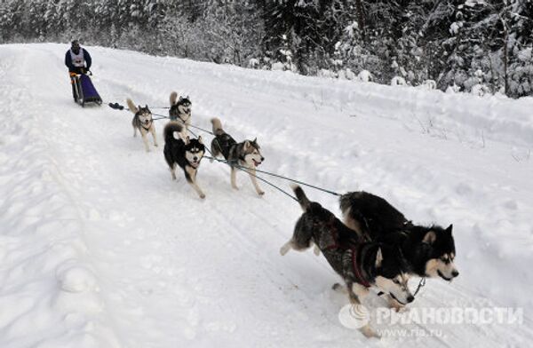 Carrera internacional de perros En la tierra de Sampo - Sputnik Mundo