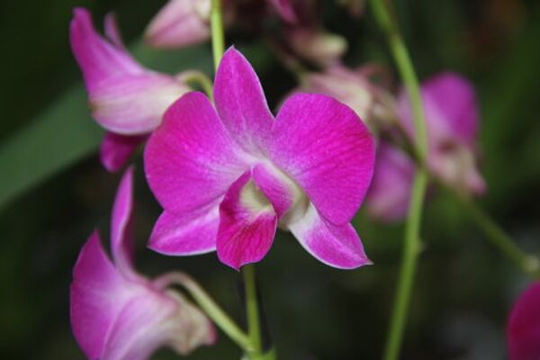 Invierno en Moscú sorprende con exhibición de orquídeas tropicales   - Sputnik Mundo