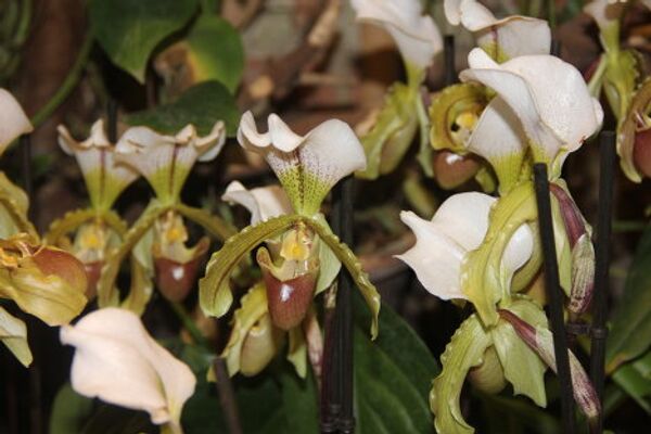 Invierno en Moscú sorprende con exhibición de orquídeas tropicales - Sputnik Mundo