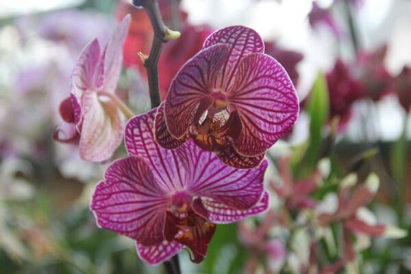 Invierno en Moscú sorprende con exhibición de orquídeas tropicales - Sputnik Mundo