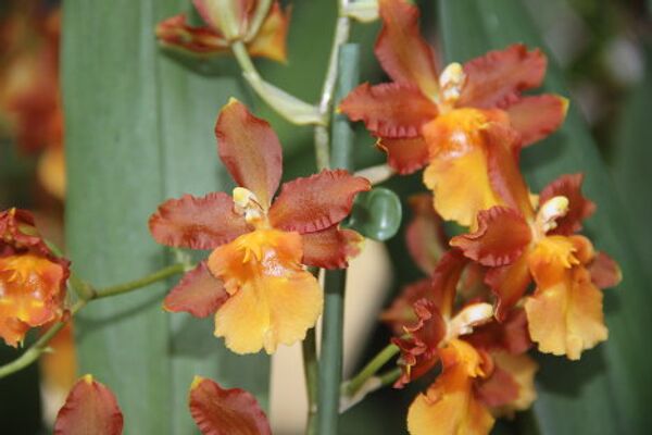 Invierno en Moscú sorprende con exhibición de orquídeas tropicales - Sputnik Mundo