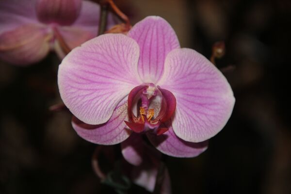 Invierno en Moscú sorprende con exhibición de orquídeas tropicales - Sputnik Mundo