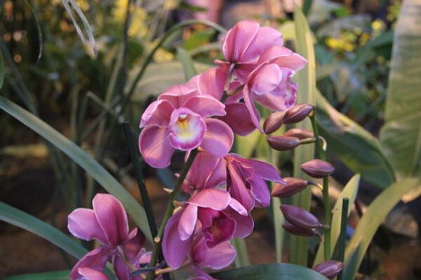 Invierno en Moscú sorprende con exhibición de orquídeas tropicales - Sputnik Mundo