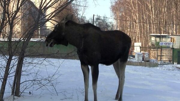 Alces hambrientos “invaden” Moscú en busca de comida - Sputnik Mundo