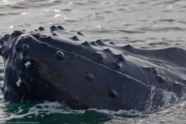 Gigantes de las profundidades oceánicas: curiosidades sobre las ballenas Gigantes de las profundidades oceánicas: curiosidades sobre las ballenas - Sputnik Mundo