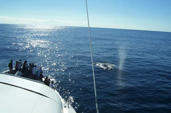 Gigantes de las profundidades oceánicas: curiosidades sobre las ballenas Gigantes de las profundidades oceánicas: curiosidades sobre las ballenas - Sputnik Mundo