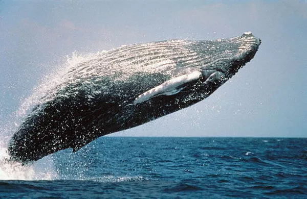 Gigantes de las profundidades oceánicas: curiosidades sobre las ballenas Gigantes de las profundidades oceánicas: curiosidades sobre las ballenas - Sputnik Mundo