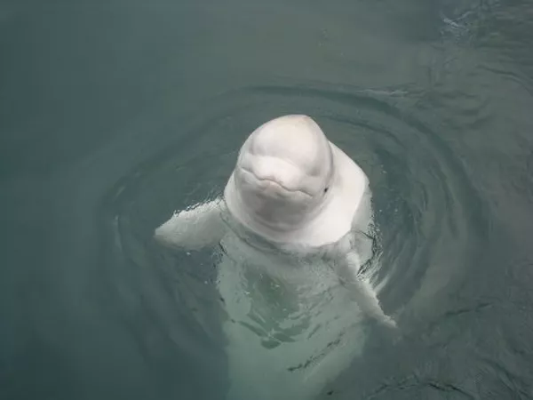 Gigantes de las profundidades oceánicas: curiosidades sobre las ballenas Gigantes de las profundidades oceánicas: curiosidades sobre las ballenas - Sputnik Mundo