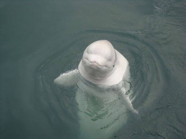 Gigantes de las profundidades oceánicas: curiosidades sobre las ballenas - Sputnik Mundo