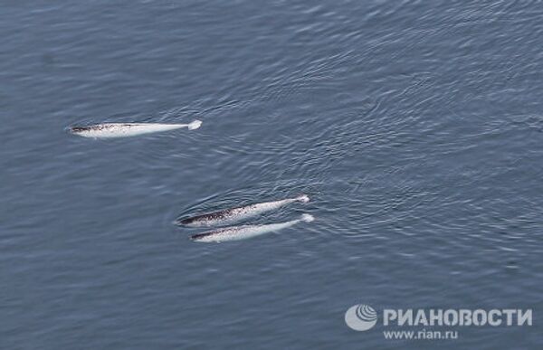 Gigantes de las profundidades oceánicas: curiosidades sobre las ballenas - Sputnik Mundo