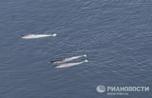 Gigantes de las profundidades oceánicas: curiosidades sobre las ballenas Gigantes de las profundidades oceánicas: curiosidades sobre las ballenas - Sputnik Mundo