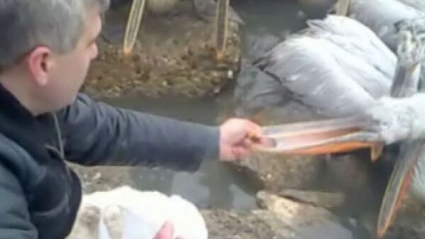 Centenares de pelícanos rizados se refugian de fríos en astilleros en el Cáucaso del Norte - Sputnik Mundo