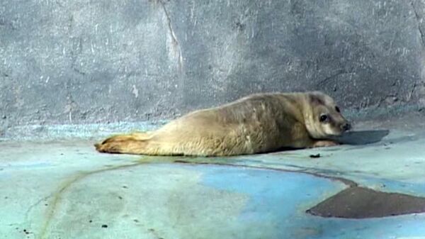 Foca gris recién nacida toma baños de sol en el zoo de Kaliningrado - Sputnik Mundo