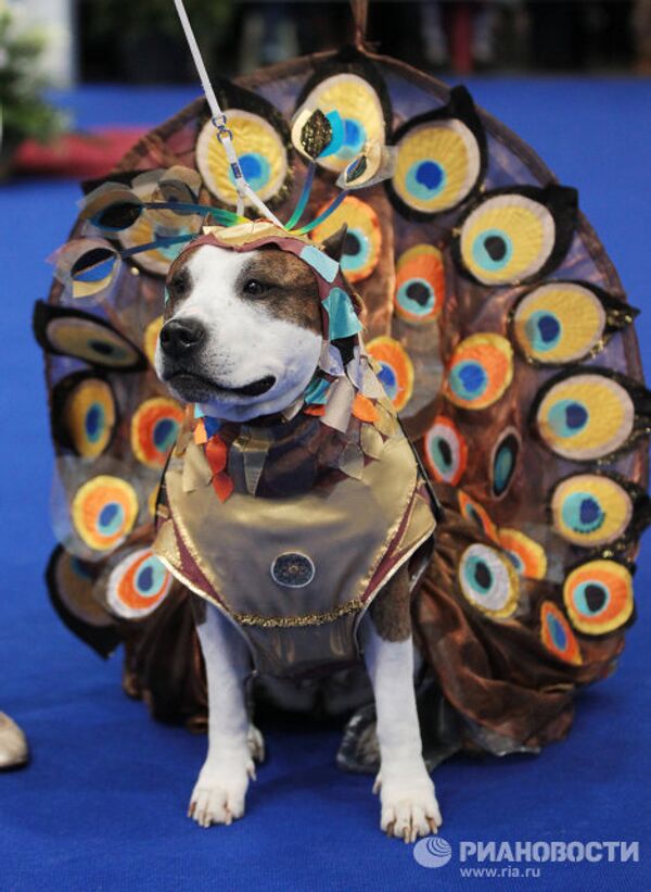 Perros disfrazados de pavo real y Caperucita Roja en un desfile canino en Moscú - Sputnik Mundo