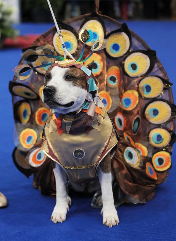 Perros disfrazados de pavo real y Caperucita Roja en un desfile canino en Moscú - Sputnik Mundo