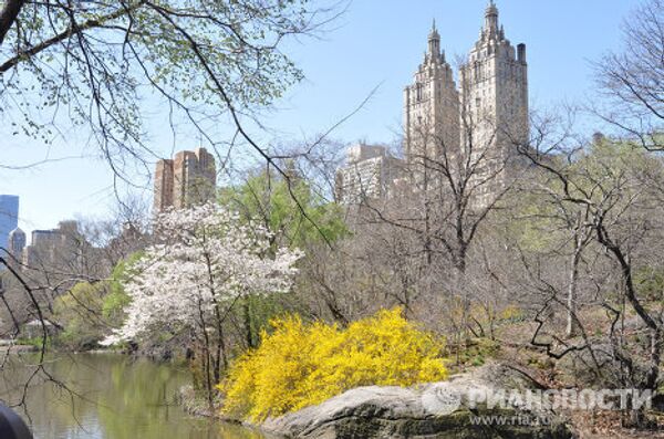 Árboles florecen  tres semanas antes de lo previsto en Nueva York - Sputnik Mundo