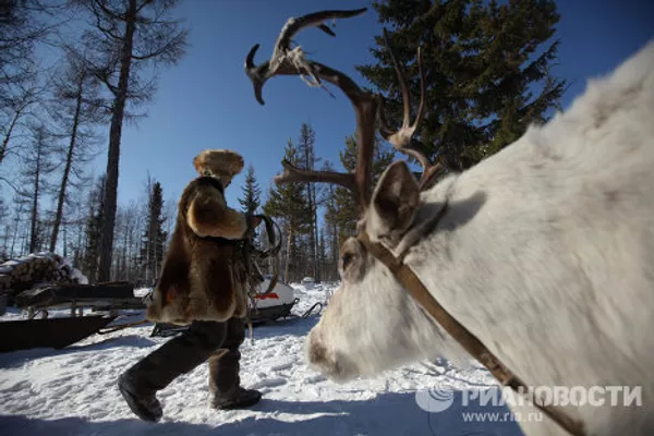 Rutina nómada de los pastores de renos en el Extremo Norte de Rusia Rutina nómada de los pastores de renos en el Extremo Norte de Rusia - Sputnik Mundo