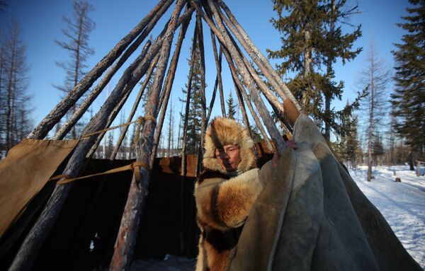 Rutina nómada de los pastores de renos en el Extremo Norte de Rusia - Sputnik Mundo