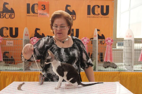 Moscovitas visitan Salón Internacional “Comunidad Felina 2012” - Sputnik Mundo