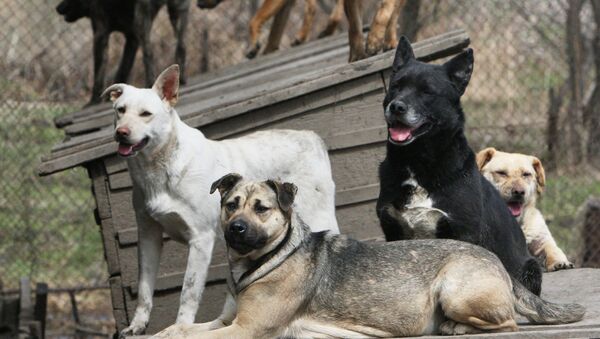 Perros (imagen referencial) - Sputnik Mundo