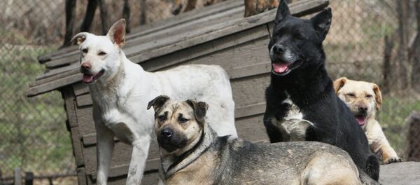 Perros (imagen referencial) - Sputnik Mundo