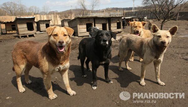 Zoya Andriuschenko, madre adoptiva de animales abandonados - Sputnik Mundo