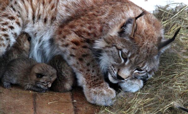 Zoológico de Vladivostok de fiesta por nacimiento de cachorros de lince - Sputnik Mundo