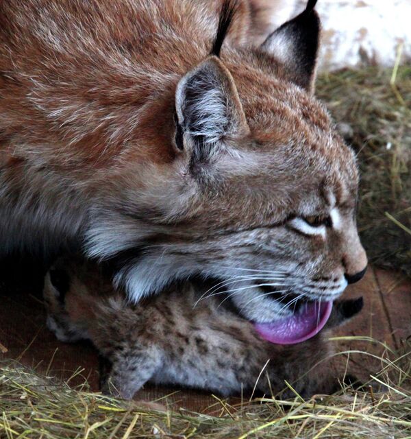 Zoológico de Vladivostok de fiesta por nacimiento de cachorros de lince - Sputnik Mundo