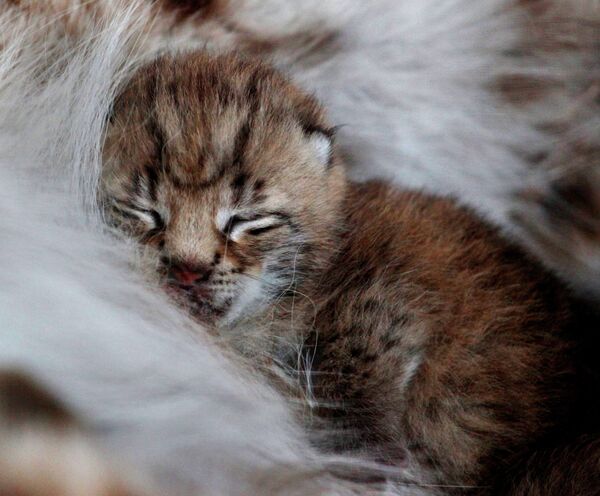 Zoológico de Vladivostok de fiesta por nacimiento de cachorros de lince - Sputnik Mundo