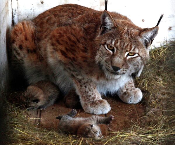 Zoológico de Vladivostok de fiesta por nacimiento de cachorros de lince - Sputnik Mundo