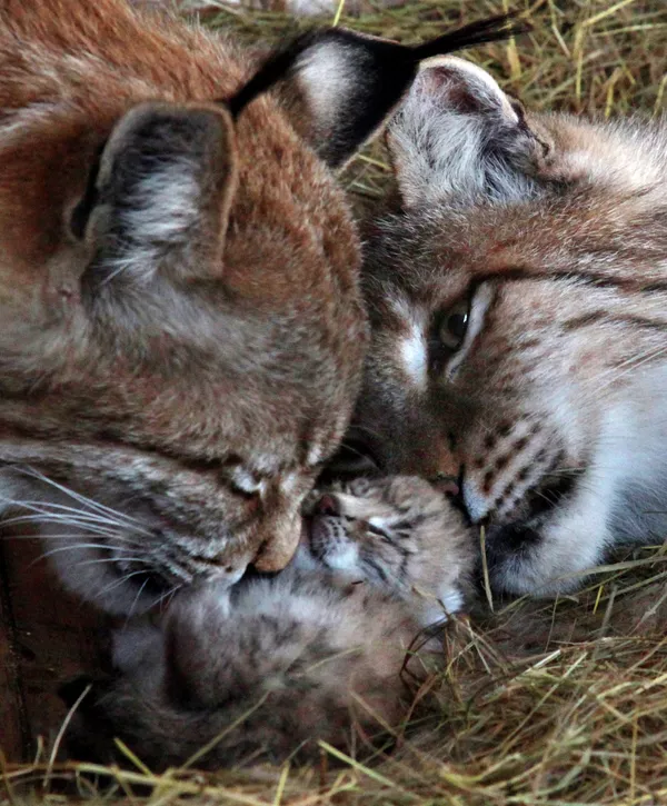 Zoológico de Vladivostok de fiesta por nacimiento de cachorros de lince Zoológico de Vladivostok de fiesta por nacimiento de cachorros de lince - Sputnik Mundo