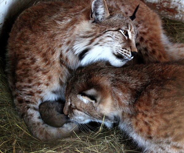 Zoológico de Vladivostok de fiesta por nacimiento de cachorros de lince - Sputnik Mundo