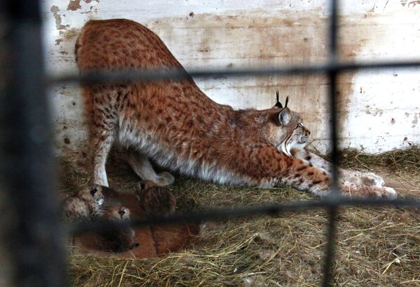 Zoológico de Vladivostok de fiesta por nacimiento de cachorros de lince - Sputnik Mundo