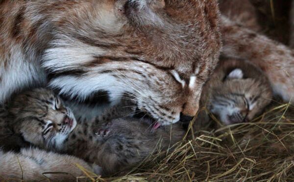 Zoológico de Vladivostok de fiesta por nacimiento de cachorros de lince - Sputnik Mundo