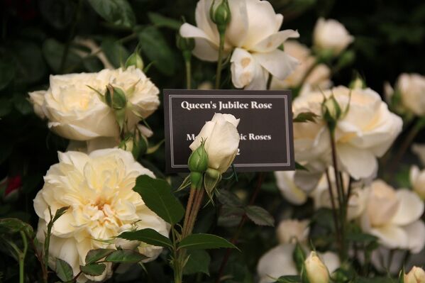 Festival de Flores de Chelsea dedicado al 60 aniversario de la entronización de la reina británica Isabel II - Sputnik Mundo