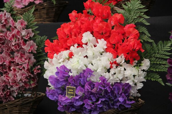 Festival de Flores de Chelsea dedicado al 60 aniversario de la entronización de la reina británica Isabel II - Sputnik Mundo