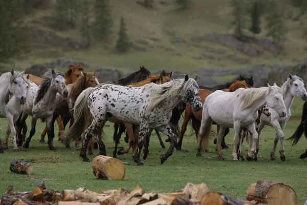 Caballos “dálmatas” de Altái Caballos “dálmatas” de Altái - Sputnik Mundo