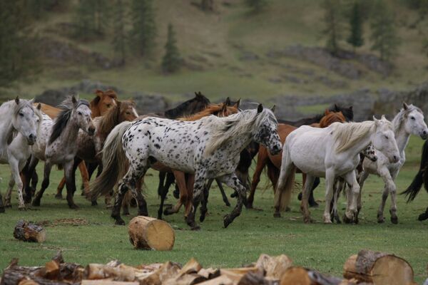 Caballos “dálmatas” de Altái  - Sputnik Mundo