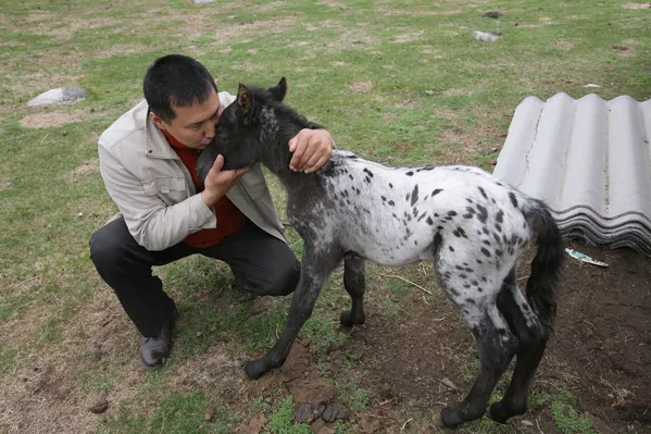 Caballos “dálmatas” de Altái Caballos “dálmatas” de Altái - Sputnik Mundo