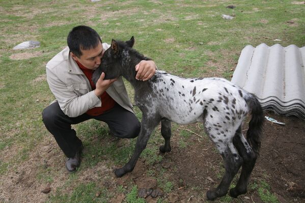 Caballos “dálmatas” de Altái  - Sputnik Mundo