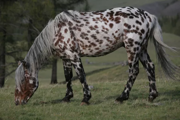 Caballos “dálmatas” de Altái Caballos “dálmatas” de Altái - Sputnik Mundo