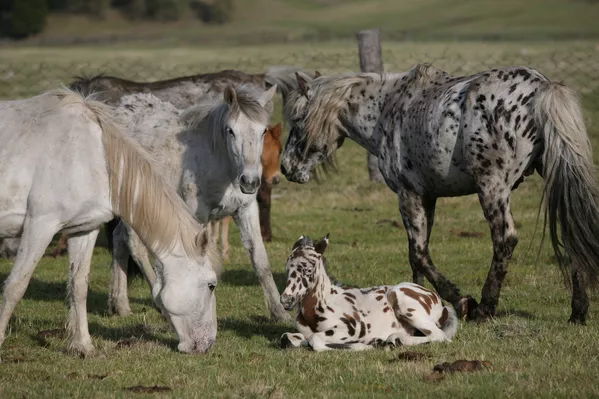 Caballos “dálmatas” de Altái Caballos “dálmatas” de Altái - Sputnik Mundo