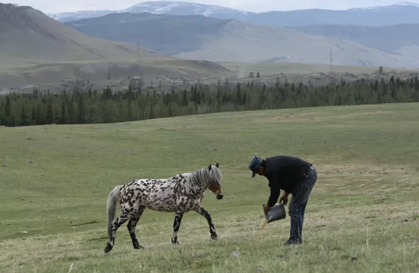Caballos “dálmatas” de Altái Caballos “dálmatas” de Altái - Sputnik Mundo