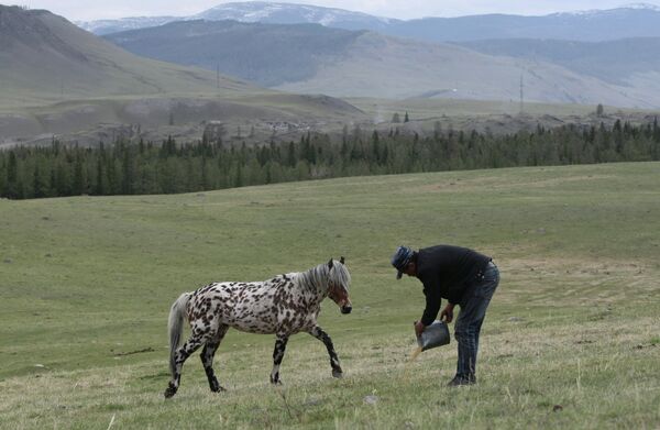 Caballos “dálmatas” de Altái  - Sputnik Mundo