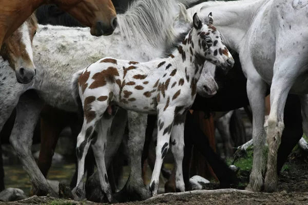 Caballos “dálmatas” de Altái Caballos “dálmatas” de Altái - Sputnik Mundo