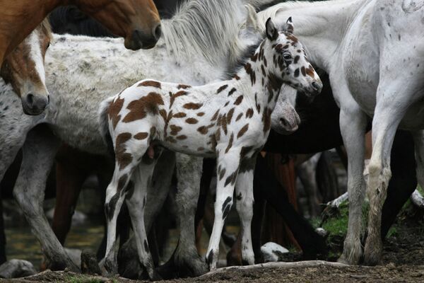 Caballos “dálmatas” de Altái  - Sputnik Mundo